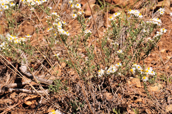 White Heath Aster blooms from August to November but responds well to summer monsoon rainfall. Preferred elevations from 100 to 7,200 feet (30-1,067 m). Symphyotrichum ericoides var. ericoides